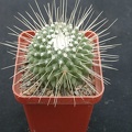 Mammillaria spinosissima f Uno Piko