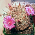 Mammillaria stampferi