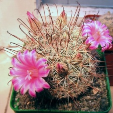 Mammillaria stampferi