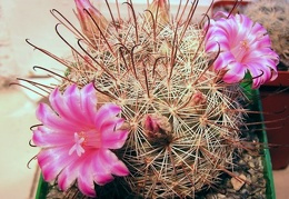 Mammillaria stampferi