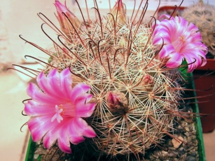 Mammillaria stampferi