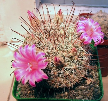 Mammillaria stampferi