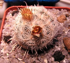 Mammillaria stella-de-tacubaya