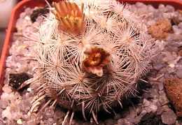 Mammillaria stella-de-tacubaya