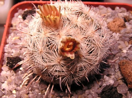 Mammillaria stella-de-tacubaya