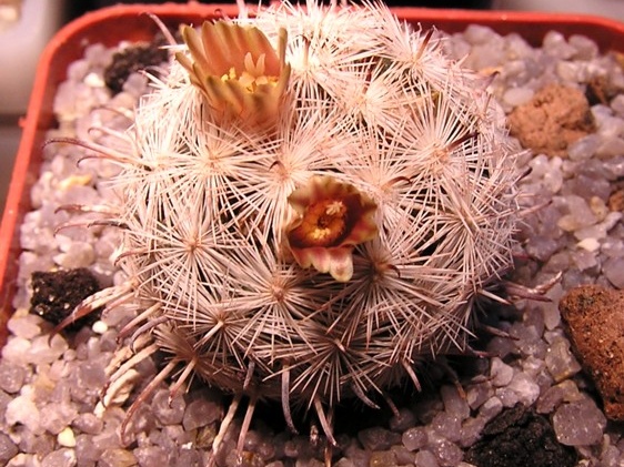 Mammillaria stella-de-tacubaya