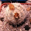 Mammillaria stella-de-tacubaya
