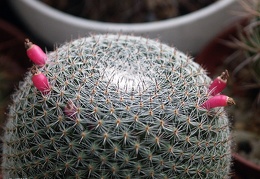 Mammillaria supertexta