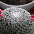 Mammillaria supertexta