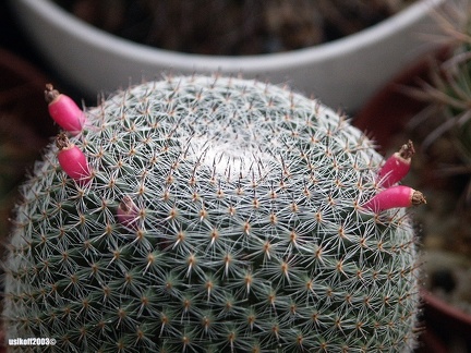 Mammillaria supertexta