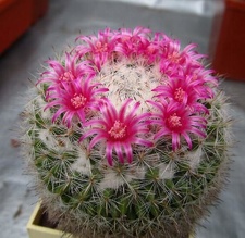 Mammillaria supertexta DA FG