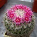 Mammillaria supertexta DA FG
