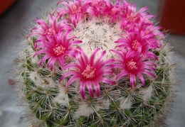 Mammillaria supertexta DA FG