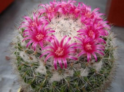 Mammillaria supertexta DA FG