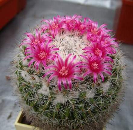 Mammillaria supertexta DA FG