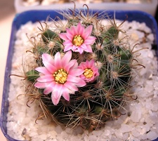 Mammillaria tepexicensis