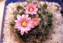 Mammillaria tepexicensis