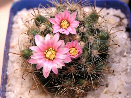 Mammillaria tepexicensis