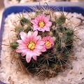Mammillaria tepexicensis