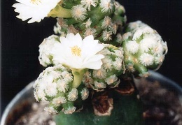 Mammillaria theresae v. albiflora