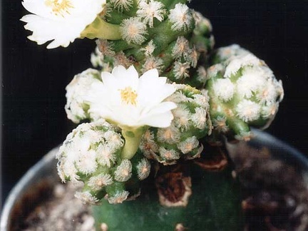 Mammillaria theresae v. albiflora