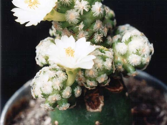 Mammillaria theresae v. albiflora