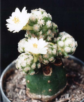 Mammillaria theresae v. albiflora
