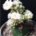 Mammillaria theresae v. albiflora