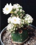 Mammillaria theresae v. albiflora