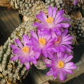 Mammillaria theresae