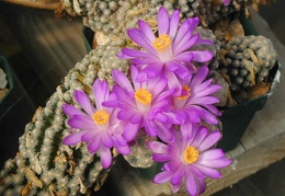 Mammillaria theresae