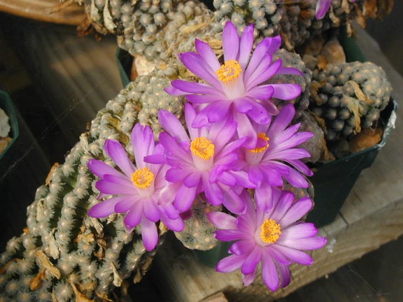 Mammillaria theresae