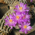 Mammillaria theresae