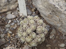 Mammillaria theresae1