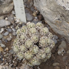 Mammillaria theresae1