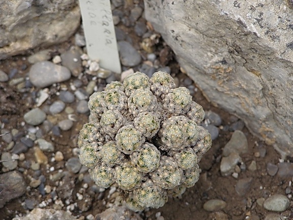 Mammillaria theresae1