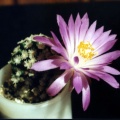 Mammillaria theresae2
