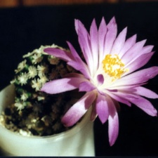 Mammillaria theresae2