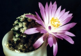 Mammillaria theresae2