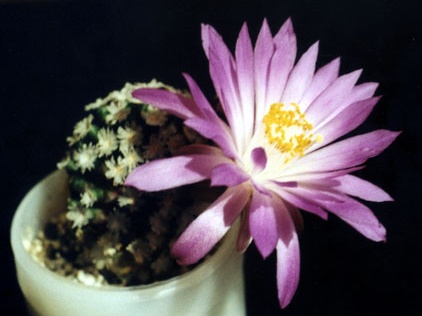 Mammillaria theresae2