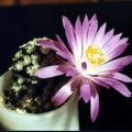 Mammillaria theresae2 (1971 відвідувань) Mammillaria theresae2