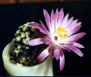 Mammillaria theresae2