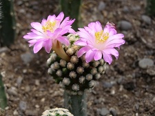 Mammillaria theresae3