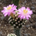 Mammillaria theresae3