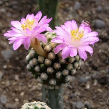 Mammillaria theresae3