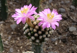 Mammillaria theresae3