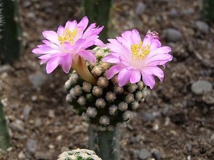 Mammillaria theresae3