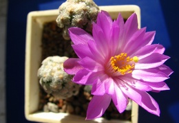 Mammillaria theresae 001