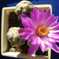 Mammillaria theresae 001