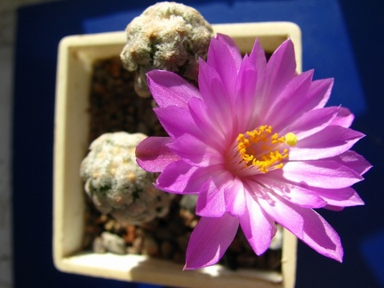 Mammillaria theresae 001